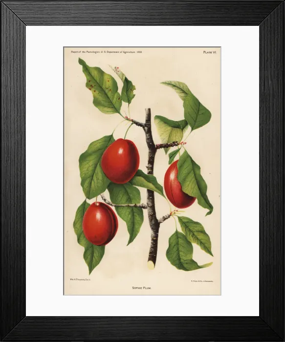 Framed Print : Sophie plum, Prunus domestica Framed Print : Sophie plum, Prunus domestica