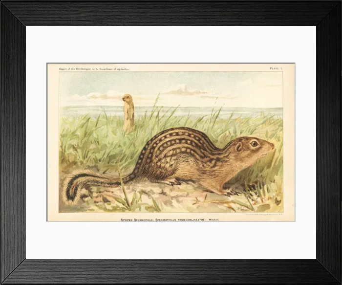 Framed Print : Thirteen-lined ground squirrel, Ictidomys tridecemlineatus Framed Print : Thirteen-lined ground squirrel, Ictidomys tridecemlineatus