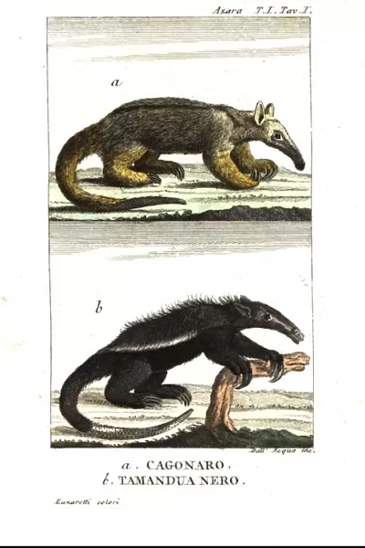 Silky anteater and black tamandua