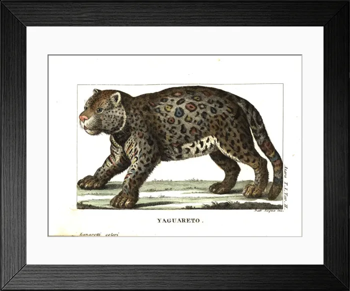 Framed Print : Jaguar or yaguarete, Panthera onca Framed Print : Jaguar or yaguarete, Panthera onca