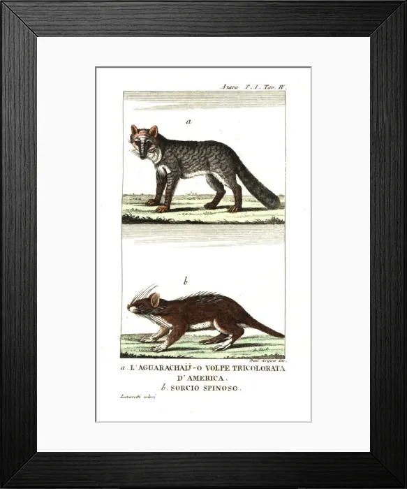 Framed Print : Pampas fox