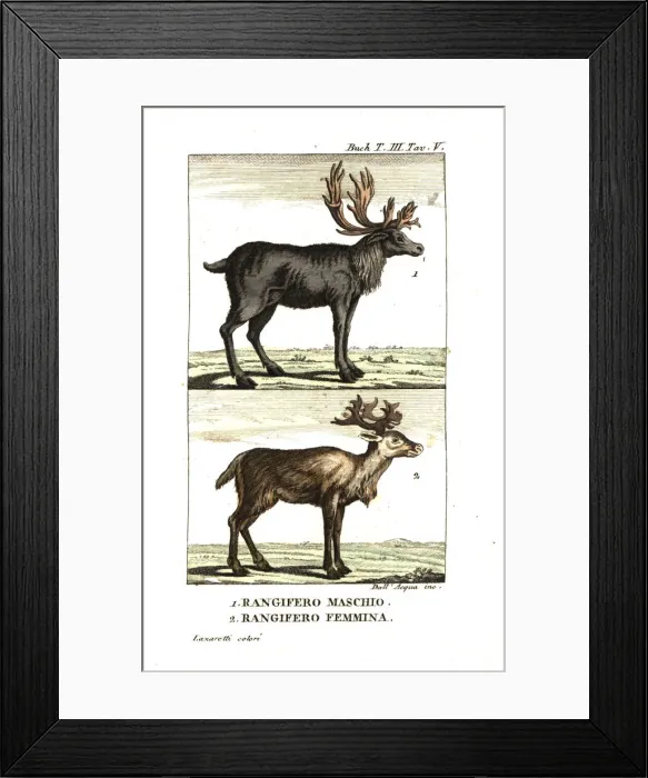 Framed Print : Male and female reindeer, Rangifer tarandus