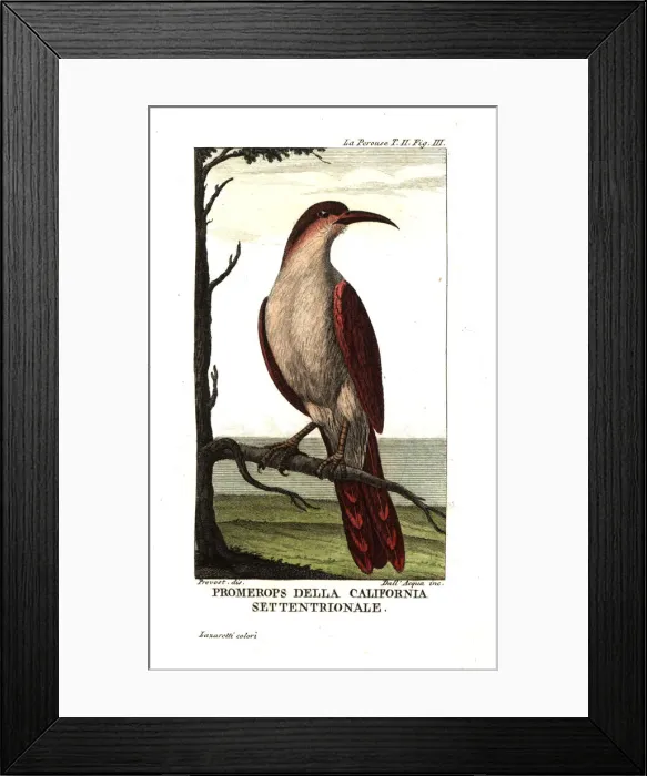 Framed Print : California thrasher, Toxostoma redivivum Framed Print : California thrasher, Toxostoma redivivum