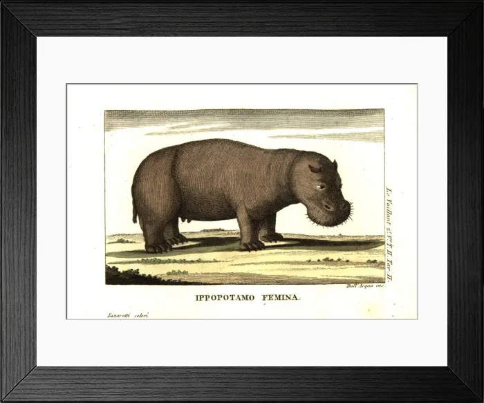 Framed Print : Female hippopotamus, Hippopotamus amphibius Framed Print : Female hippopotamus, Hippopotamus amphibius