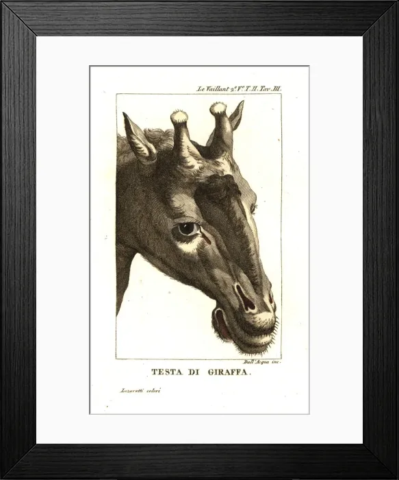 Framed Print : Head of a giraffe, Giraffa camelopardalis Framed Print : Head of a giraffe, Giraffa camelopardalis