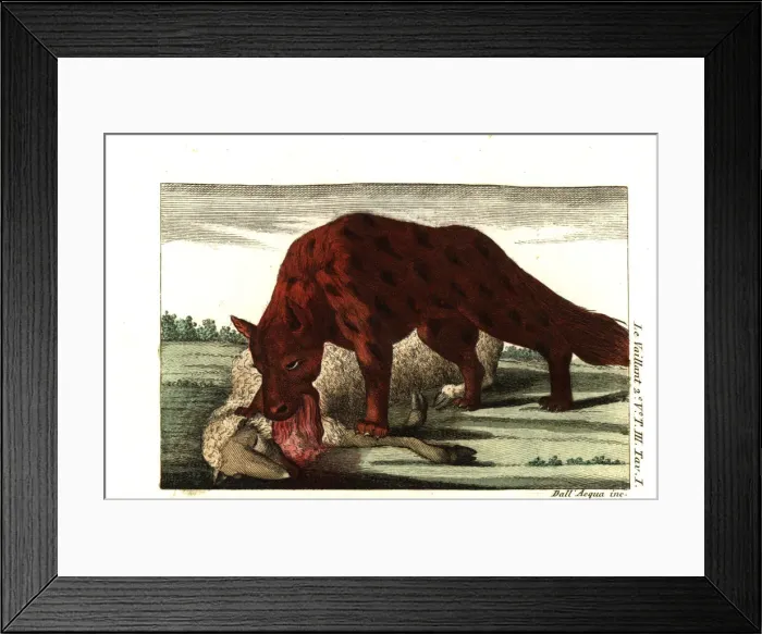 Framed Print : Spotted hyena, Crocuta crocuta, eating a sheep Framed Print : Spotted hyena, Crocuta crocuta, eating a sheep