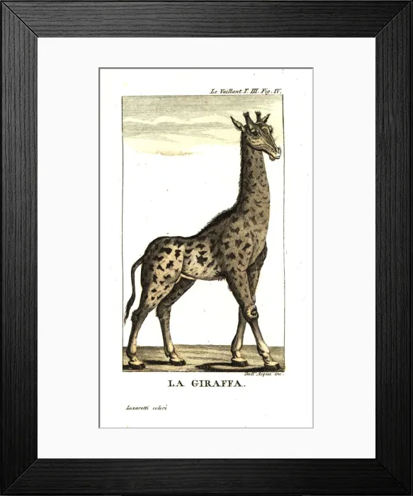 Framed Print : Male giraffe, Giraffa camelopardalis Framed Print : Male giraffe, Giraffa camelopardalis