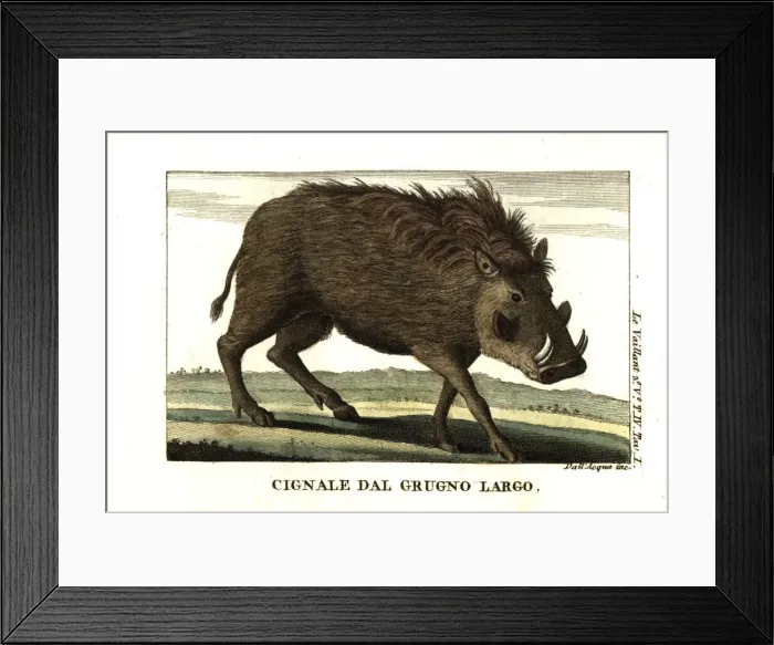 Framed Print : Common warthog, Phacochoerus africanus Framed Print : Common warthog, Phacochoerus africanus