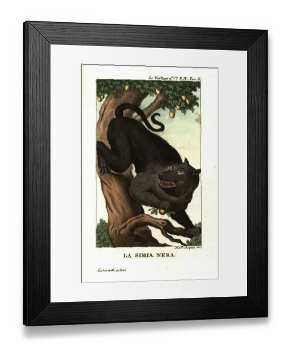 Framed Print : Cape baboon or chacma baboon, Papio ursinus Framed Print : Cape baboon or chacma baboon, Papio ursinus