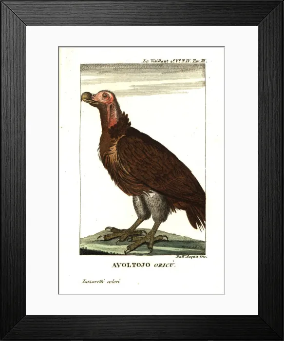 Framed Print : Lappet-faced vulture or Nubian vulture, Torgos Framed Print : Lappet-faced vulture or Nubian vulture, Torgos
