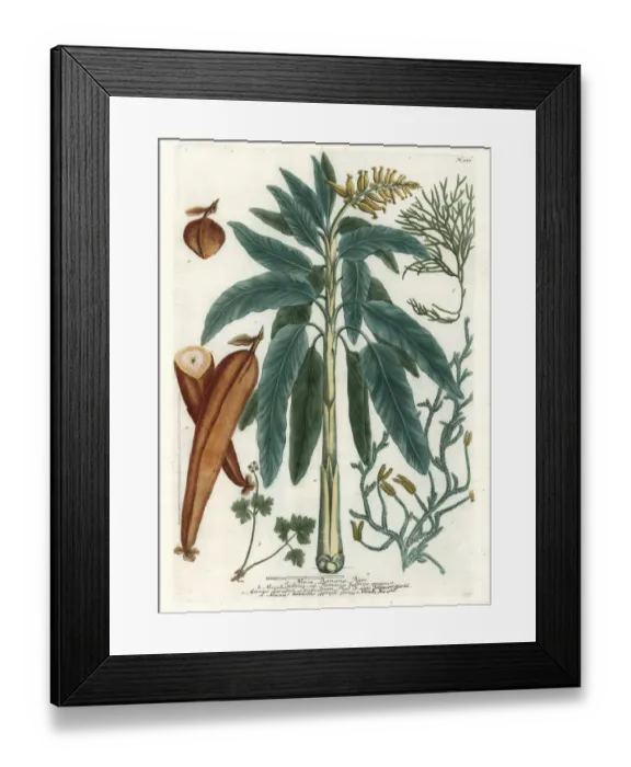 Framed Print : Banana tree and fruit, muskroot and moss Framed Print : Banana tree and fruit, muskroot and moss
