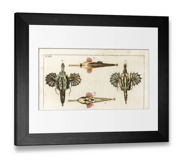 Framed Print : Short dragonfish and longtail seamouth Framed Print : Short dragonfish and longtail seamouth