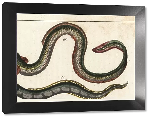 Conger eel and European eel