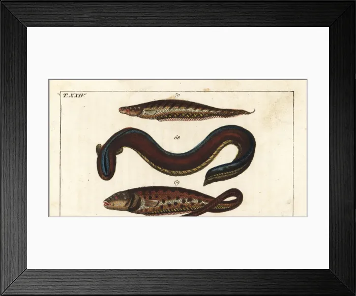 Framed Print : Electric eel, pearlfish and banded knifefish Framed Print : Electric eel, pearlfish and banded knifefish