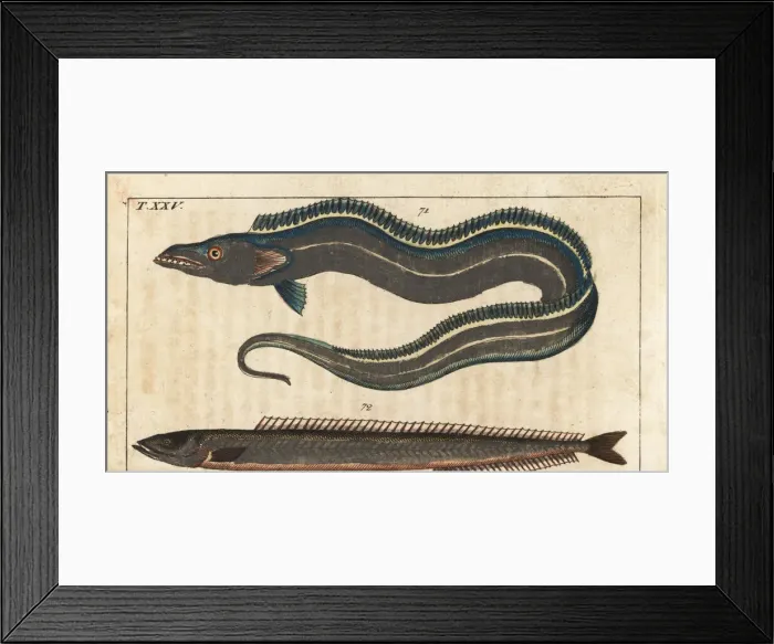 Framed Print : Pacific cutlassfish and sand eel Framed Print : Pacific cutlassfish and sand eel