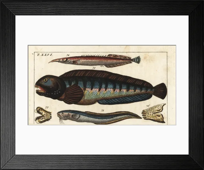 Framed Print : Snake blenny, lesser spiny eel and wolf fish Framed Print : Snake blenny, lesser spiny eel and wolf fish