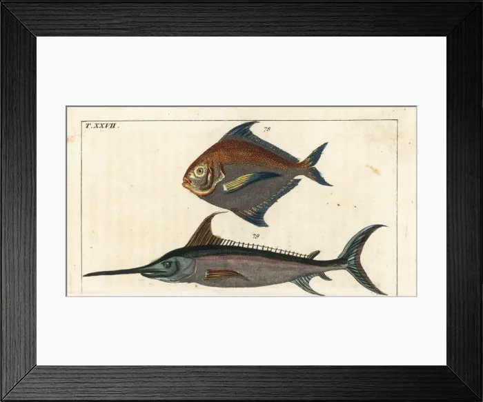 Framed Print : Star fish and swordfish Framed Print : Star fish and swordfish