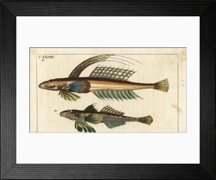 Framed Print : Dragonet, Callionymus lyra Framed Print : Dragonet, Callionymus lyra