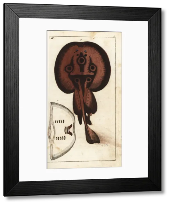 Framed Print : Common torpedo ray, Raja torpedo Framed Print : Common torpedo ray, Raja torpedo