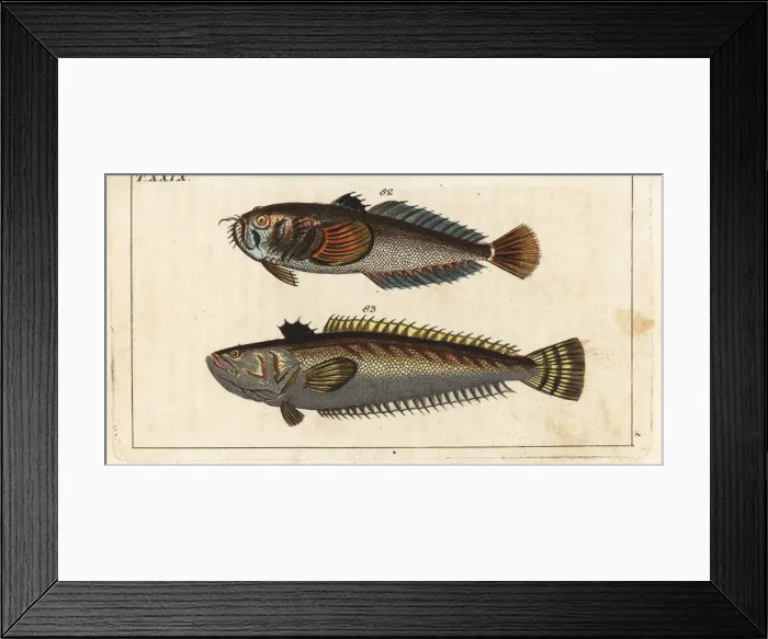 Framed Print : Star gazer and great weaver fish Framed Print : Star gazer and great weaver fish