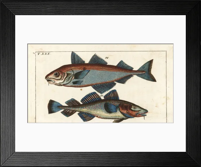 Framed Print : Haddock and cod Framed Print : Haddock and cod