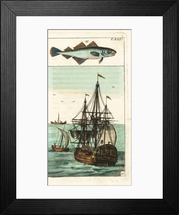 Framed Print : Poor cod, Trisopterus minutus Framed Print : Poor cod, Trisopterus minutus