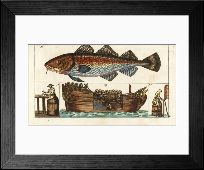 Framed Print : Processing cod, Gadus morhua, on board a factory Framed Print : Processing cod, Gadus morhua, on board a factory
