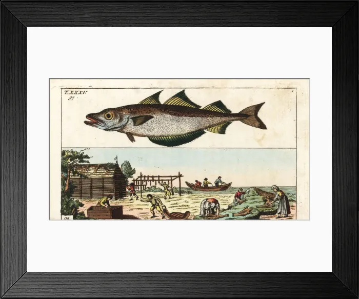 Framed Print : Workers drying pollack near the sea, 18th century Framed Print : Workers drying pollack near the sea, 18th century