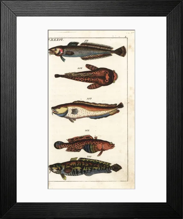 Framed Print : Ling, burbot, oyster toadfish and tusk