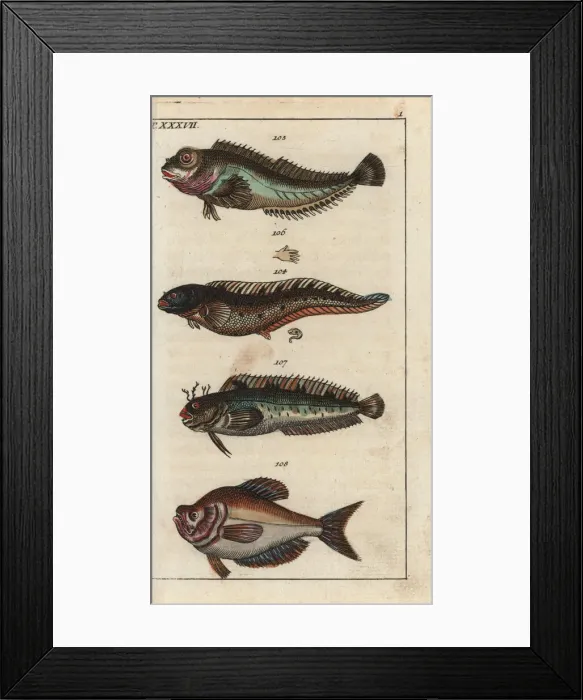 Framed Print : Viviparous blenny, shanny, tompot blenny and Indian humphead Framed Print : Viviparous blenny, shanny, tompot blenny and Indian humphead
