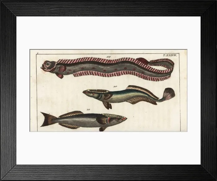 Framed Print : Red band-fish, sharksucker, and remora Framed Print : Red band-fish, sharksucker, and remora