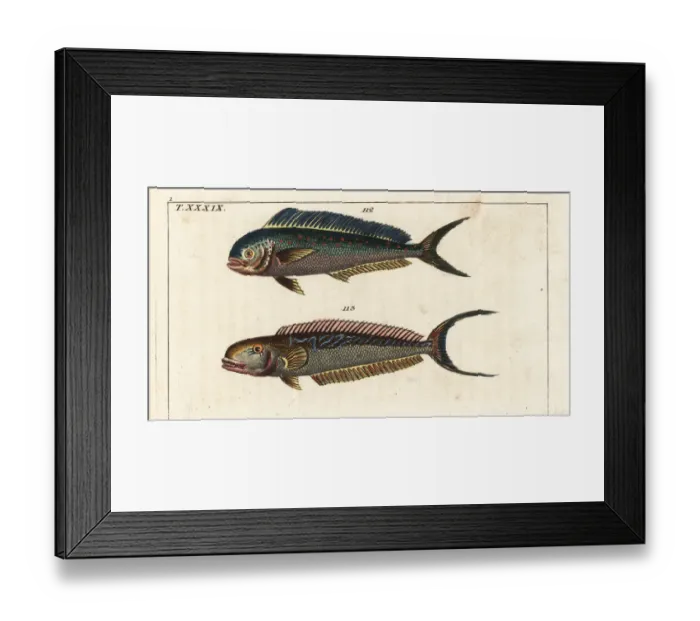 Framed Print : Dolphin fish and sand tilefish Framed Print : Dolphin fish and sand tilefish