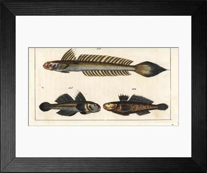 Framed Print : Black goby and highfin goby Framed Print : Black goby and highfin goby