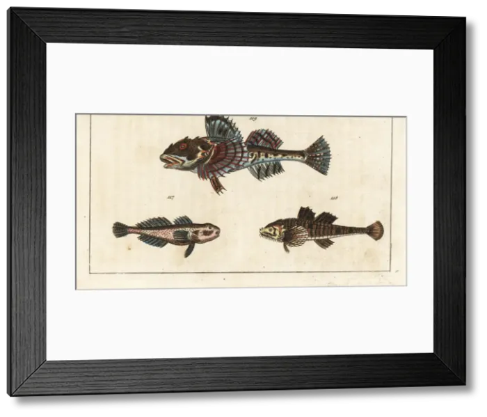 Framed Print : Vit sculpin, pogge, and sea scorpion Framed Print : Vit sculpin, pogge, and sea scorpion
