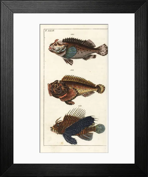 Framed Print : Black scorpion fish, estuarine stonefish, and red lionfish Framed Print : Black scorpion fish, estuarine stonefish, and red lionfish