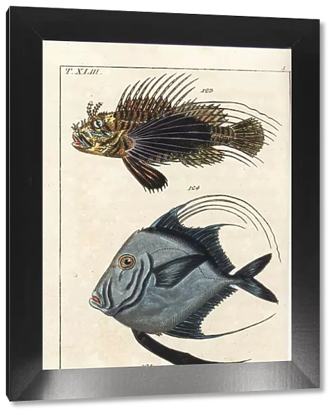 Spotfin lionfish, lookdown, and pugnose ponyfish