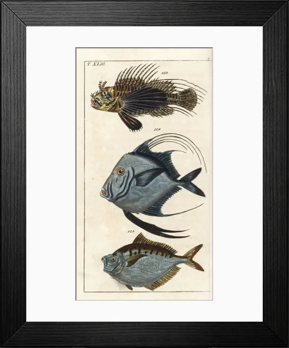 Framed Print : Spotfin lionfish, lookdown, and pugnose ponyfish Framed Print : Spotfin lionfish, lookdown, and pugnose ponyfish