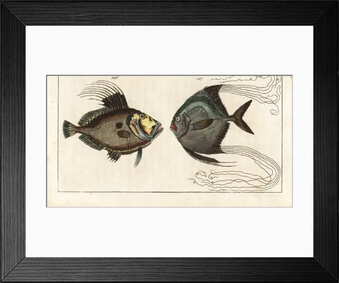 Framed Print : John Dory and African pompano Framed Print : John Dory and African pompano