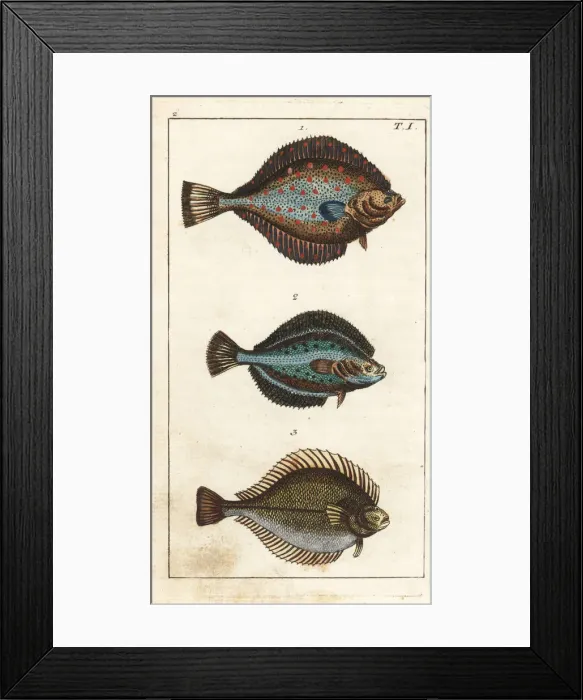 Framed Print : Plaice, flounder, and dab Framed Print : Plaice, flounder, and dab
