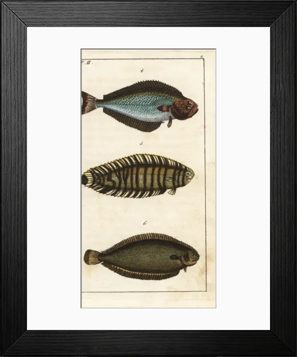 Framed Print : Halibut, lined sole, and Dover sole Framed Print : Halibut, lined sole, and Dover sole
