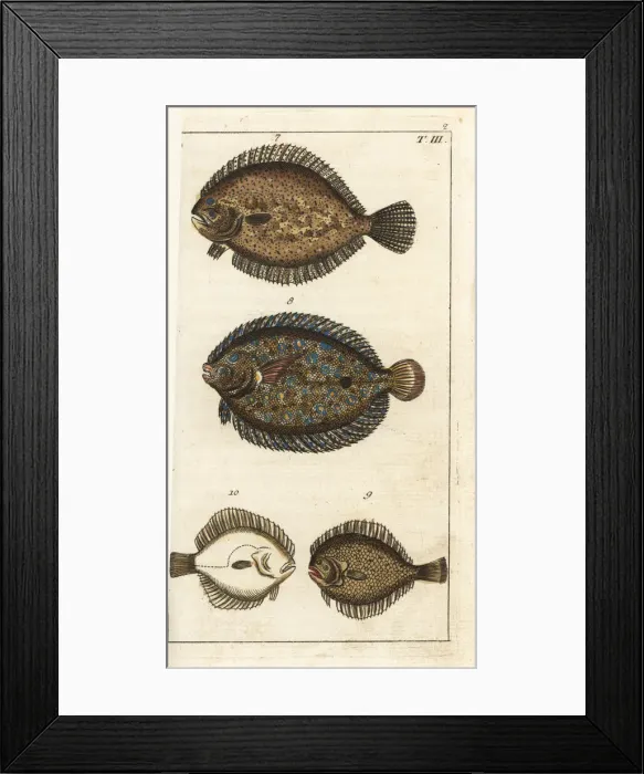 Framed Print : Turbot, peacock flounder, and kite Framed Print : Turbot, peacock flounder, and kite