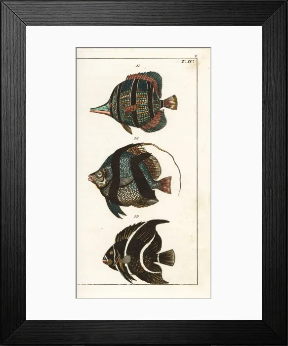 Framed Print : Copperband butterflyfish, pennant coralfish Framed Print : Copperband butterflyfish, pennant coralfish