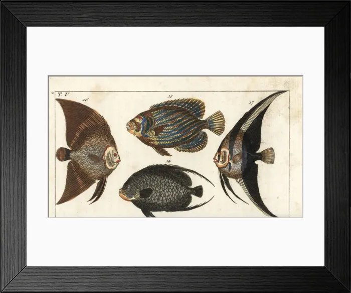 Framed Print : French angelfish, Emperor angelfish, batfish Framed Print : French angelfish, Emperor angelfish, batfish