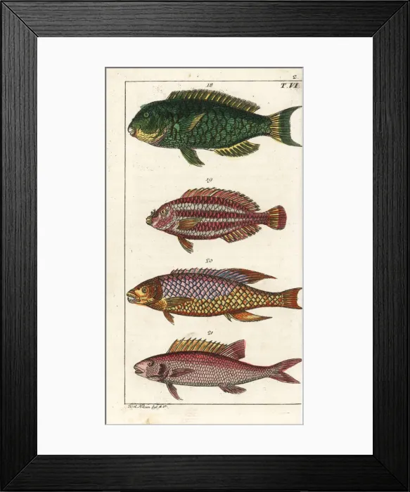 Framed Print : Parrotfish, striped parrotfish, Spanish hogfish Framed Print : Parrotfish, striped parrotfish, Spanish hogfish