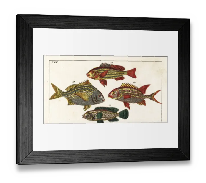 Framed Print : Squirrelfish, five-lined snapper, Torroto Framed Print : Squirrelfish, five-lined snapper, Torroto