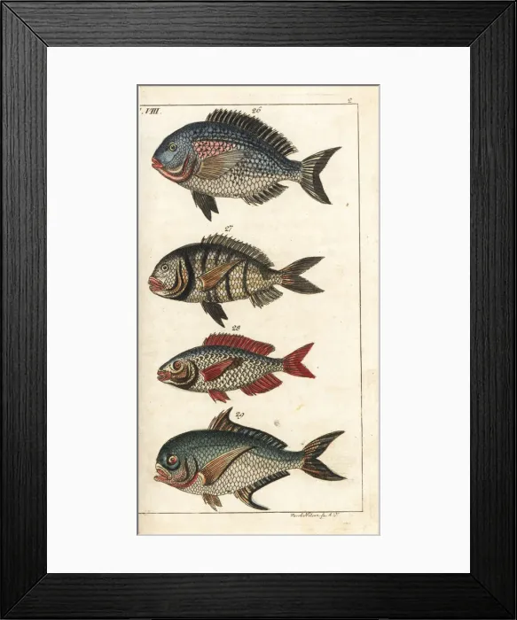 Framed Print : Gilthead seabream, white seabream, picarel and Rays bream Framed Print : Gilthead seabream, white seabream, picarel and Rays bream