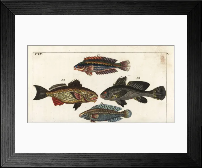 Framed Print : Rainbow wrasse, argus wrasse, brown meagre, and shi drum Framed Print : Rainbow wrasse, argus wrasse, brown meagre, and shi drum