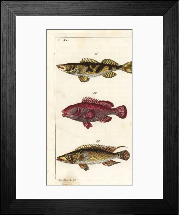 Framed Print : Zingel, red hind and striped bass Framed Print : Zingel, red hind and striped bass