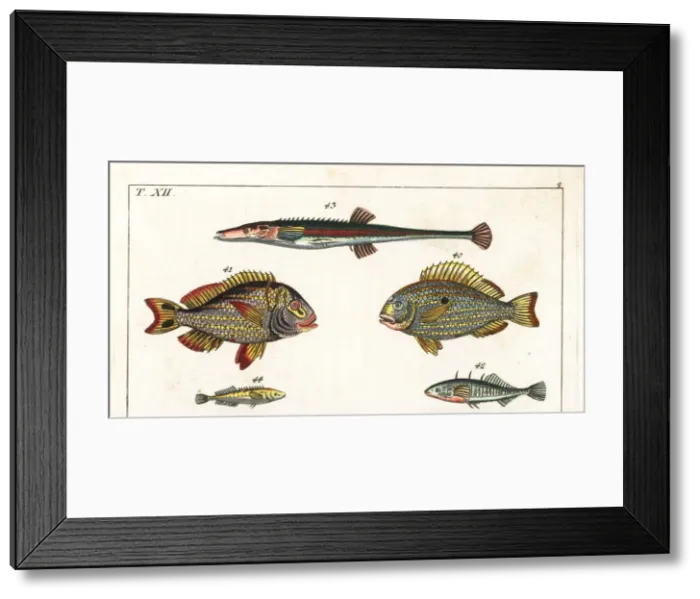Framed Print : Western Atlantic seabream, porkfish and sticklebacks Framed Print : Western Atlantic seabream, porkfish and sticklebacks
