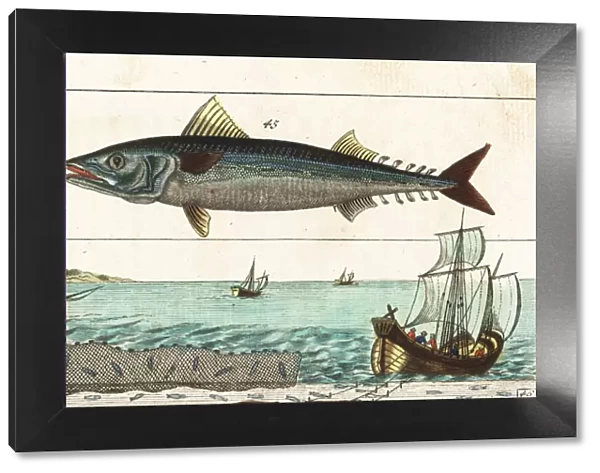 Atlantic mackerel, and fishing methods with line and net